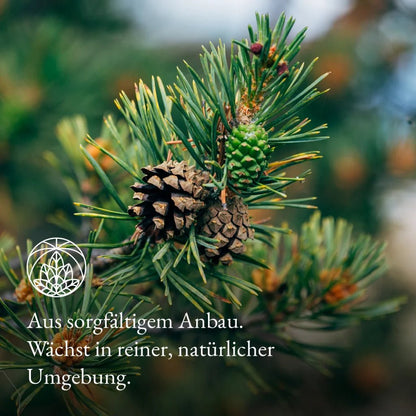 Kiefernnadelntee (300g)